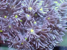 画像2: 【サンゴ】【通販】【オーストラリア産】ハナガササンゴ（Purple/Yellow Core)　Mサイズ（個体販売）No.3（生体）（サンゴ） (2)