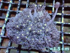 画像1: 【サンゴ】【通販】【オーストラリア産】ハナガササンゴ（Purple/Yellow Core)　Mサイズ（個体販売）No.4（生体）（サンゴ） (1)