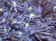 画像2: 【サンゴ】【通販】【オーストラリア産】ハナガササンゴ（Purple/Yellow Core)　Mサイズ（個体販売）No.4（生体）（サンゴ） (2)