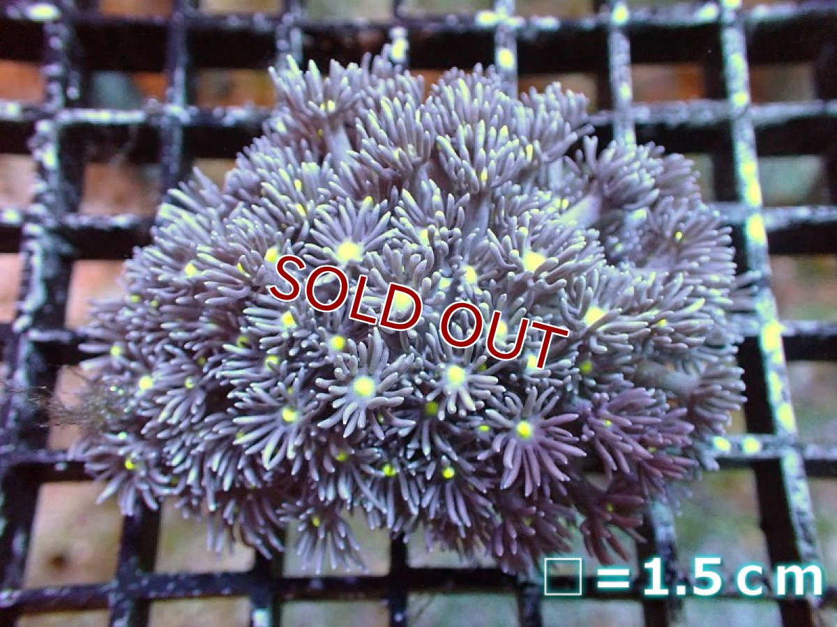 画像1: 【サンゴ】【通販】【オーストラリア産】ハナガササンゴ（Purple/Yellow Core)　Mサイズ（個体販売）No.5（生体）（サンゴ） (1)
