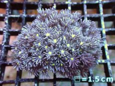 画像1: 【サンゴ】【通販】【オーストラリア産】ハナガササンゴ（Purple/Yellow Core)　Mサイズ（個体販売）No.5（生体）（サンゴ） (1)