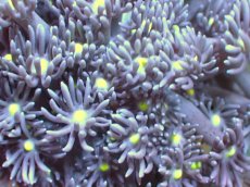 画像2: 【サンゴ】【通販】【オーストラリア産】ハナガササンゴ（Purple/Yellow Core)　Mサイズ（個体販売）No.5（生体）（サンゴ） (2)