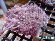 画像1: 【サンゴ】【通販】【オーストラリア産】ハナガササンゴ（Purple/Yellow Core)　Mサイズ（個体販売）No.6（生体）（サンゴ） (1)
