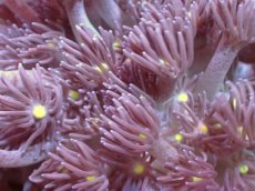 画像2: 【サンゴ】【通販】【オーストラリア産】ハナガササンゴ（Purple/Yellow Core)　Mサイズ（個体販売）No.6（生体）（サンゴ） (2)