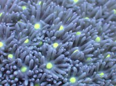 画像2: 【サンゴ】【通販】【オーストラリア産】ハナガササンゴ（Purple/Yellow Core)　Mサイズ（個体販売）No.7（生体）（サンゴ） (2)