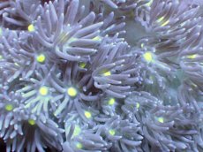 画像2: 【サンゴ】【通販】【オーストラリア産】ハナガササンゴ（Purple/Yellow Core)　Mサイズ（個体販売）No.8（生体）（サンゴ） (2)