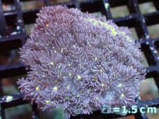 画像1: 【サンゴ】【通販】【オーストラリア産】ハナガササンゴ（Purple/Yellow Core)　Mサイズ（個体販売）No.9（生体）（サンゴ） (1)