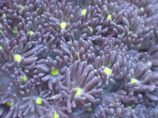 画像2: 【サンゴ】【通販】【オーストラリア産】ハナガササンゴ（Purple/Yellow Core)　Mサイズ（個体販売）No.9（生体）（サンゴ） (2)