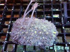 画像1: 【サンゴ】【通販】【オーストラリア産】ハナガササンゴ（Purple/Yellow Core)　Mサイズ（個体販売）No.10（生体）（サンゴ） (1)