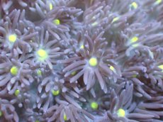 画像2: 【サンゴ】【通販】【オーストラリア産】ハナガササンゴ（Purple/Yellow Core)　Mサイズ（個体販売）No.10（生体）（サンゴ） (2)