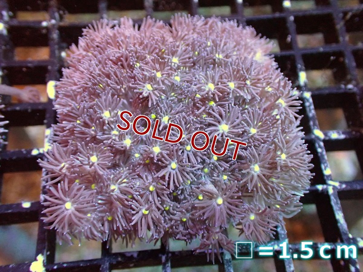 画像1: 【サンゴ】【通販】【オーストラリア産】ハナガササンゴ（Purple/Yellow Core)　Mサイズ（個体販売）No.11（生体）（サンゴ） (1)