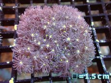 画像1: 【サンゴ】【通販】【オーストラリア産】ハナガササンゴ（Purple/Yellow Core)　Mサイズ（個体販売）No.11（生体）（サンゴ） (1)