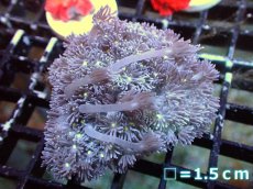 画像1: 【サンゴ】【通販】【オーストラリア産】ハナガササンゴ（Purple/Yellow Core)　Mサイズ（個体販売）No.12（生体）（サンゴ） (1)