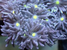 画像2: 【サンゴ】【通販】【オーストラリア産】ハナガササンゴ（Purple/Yellow Core)　Mサイズ（個体販売）No.12（生体）（サンゴ） (2)