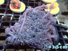 画像1: 【サンゴ】【通販】【オーストラリア産】ハナガササンゴ（Purple/Yellow Core)　Mサイズ（個体販売）No.13（生体）（サンゴ） (1)