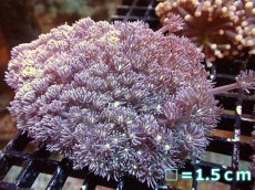 画像1: 【サンゴ】【通販】【オーストラリア産】ハナガササンゴ（Purple/Yellow Core)　Lサイズ（個体販売）No.14（生体）（サンゴ） (1)
