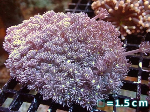 サンゴ】【通販】【オーストラリア産】ハナガササンゴ（Purple/Yellow