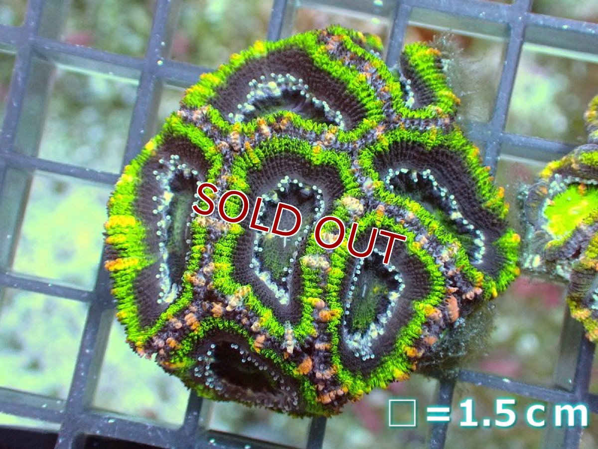 画像2: 【サンゴ】【通販】【オーストラリア産】カクオオトゲキクメイシ（Ultra Grade)（個体販売）No.54（生体）（サンゴ） (2)