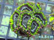 画像2: 【サンゴ】【通販】【オーストラリア産】カクオオトゲキクメイシ（Ultra Grade)（個体販売）No.54（生体）（サンゴ） (2)