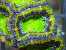 画像1: 【サンゴ】【通販】【オーストラリア産】カクオオトゲキクメイシ（Ultra Grade)（個体販売）No.55（生体）（サンゴ） (1)