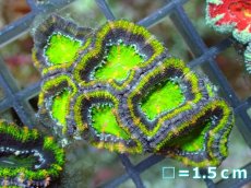画像2: 【サンゴ】【通販】【オーストラリア産】カクオオトゲキクメイシ（Ultra Grade)（個体販売）No.55（生体）（サンゴ） (2)