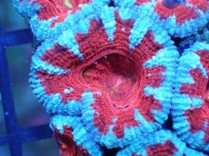 画像1: 【サンゴ】【通販】【オーストラリア産】カクオオトゲキクメイシ（Ultra Grade)（個体販売）No.56（生体）（サンゴ） (1)