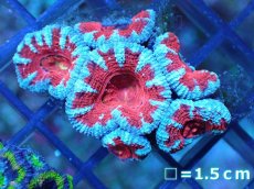 画像2: 【サンゴ】【通販】【オーストラリア産】カクオオトゲキクメイシ（Ultra Grade)（個体販売）No.56（生体）（サンゴ） (2)