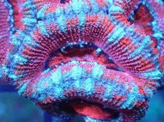 画像1: 【サンゴ】【通販】【オーストラリア産】カクオオトゲキクメイシ（Ultra Grade)（個体販売）No.57（生体）（サンゴ） (1)