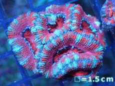 画像2: 【サンゴ】【通販】【オーストラリア産】カクオオトゲキクメイシ（Ultra Grade)（個体販売）No.57（生体）（サンゴ） (2)