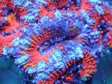 画像1: 【サンゴ】【通販】【オーストラリア産】カクオオトゲキクメイシ（Ultra Grade)（個体販売）No.58（生体）（サンゴ） (1)