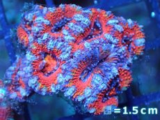 画像2: 【サンゴ】【通販】【オーストラリア産】カクオオトゲキクメイシ（Ultra Grade)（個体販売）No.58（生体）（サンゴ） (2)