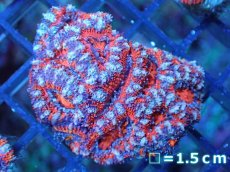 画像2: 【サンゴ】【通販】【オーストラリア産】カクオオトゲキクメイシ（Ultra Grade)（個体販売）No.59（生体）（サンゴ） (2)