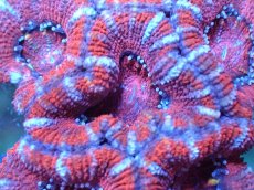 画像1: 【サンゴ】【通販】【オーストラリア産】カクオオトゲキクメイシ（Ultra Grade)（個体販売）No.60（生体）（サンゴ） (1)