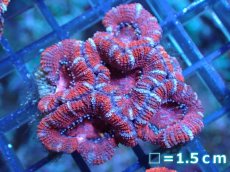 画像2: 【サンゴ】【通販】【オーストラリア産】カクオオトゲキクメイシ（Ultra Grade)（個体販売）No.60（生体）（サンゴ） (2)