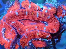 画像1: 【サンゴ】【通販】【オーストラリア産】カクオオトゲキクメイシ（Ultra Grade)（個体販売）No.61（生体）（サンゴ） (1)