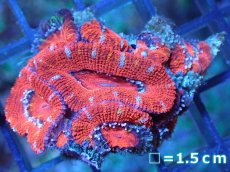 画像2: 【サンゴ】【通販】【オーストラリア産】カクオオトゲキクメイシ（Ultra Grade)（個体販売）No.61（生体）（サンゴ） (2)