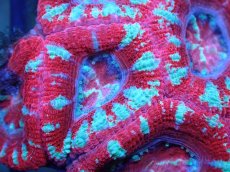 画像1: 【サンゴ】【通販】【オーストラリア産】カクオオトゲキクメイシ（Ultra Grade)（個体販売）No.62（生体）（サンゴ） (1)