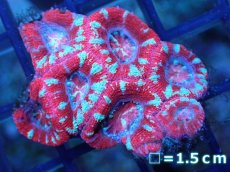 画像2: 【サンゴ】【通販】【オーストラリア産】カクオオトゲキクメイシ（Ultra Grade)（個体販売）No.62（生体）（サンゴ） (2)