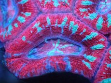 画像1: 【サンゴ】【通販】【オーストラリア産】カクオオトゲキクメイシ（Ultra Grade)（個体販売）No.63（生体）（サンゴ） (1)