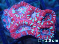 画像2: 【サンゴ】【通販】【オーストラリア産】カクオオトゲキクメイシ（Ultra Grade)（個体販売）No.63（生体）（サンゴ） (2)