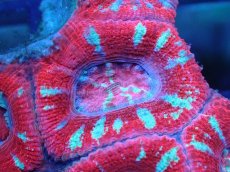 画像1: 【サンゴ】【通販】【オーストラリア産】カクオオトゲキクメイシ（Ultra Grade)（個体販売）No.64（生体）（サンゴ） (1)