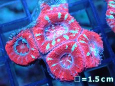 画像2: 【サンゴ】【通販】【オーストラリア産】カクオオトゲキクメイシ（Ultra Grade)（個体販売）No.64（生体）（サンゴ） (2)