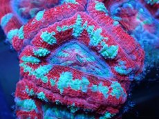 画像1: 【サンゴ】【通販】【オーストラリア産】カクオオトゲキクメイシ（Ultra Grade)（個体販売）No.65（生体）（サンゴ） (1)