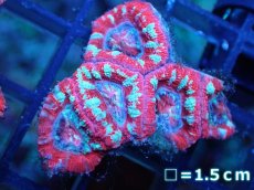 画像2: 【サンゴ】【通販】【オーストラリア産】カクオオトゲキクメイシ（Ultra Grade)（個体販売）No.65（生体）（サンゴ） (2)