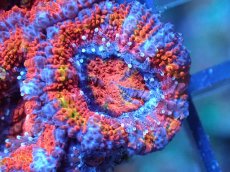 画像1: 【サンゴ】【通販】【オーストラリア産】カクオオトゲキクメイシ（Ultra Grade)（個体販売）No.66（生体）（サンゴ） (1)