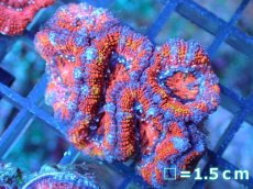 画像2: 【サンゴ】【通販】【オーストラリア産】カクオオトゲキクメイシ（Ultra Grade)（個体販売）No.66（生体）（サンゴ） (2)