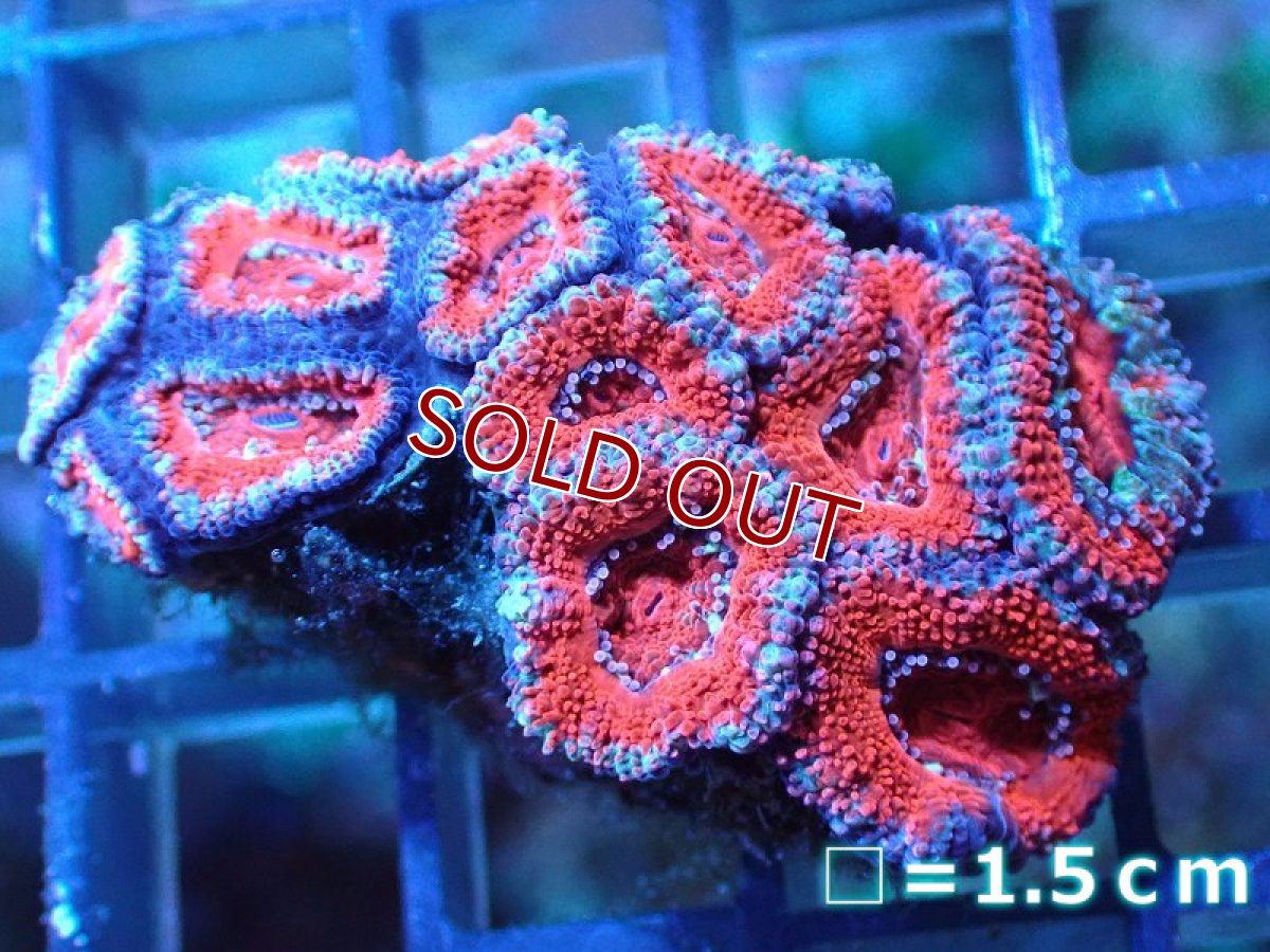 画像2: 【サンゴ】【通販】【オーストラリア産】カクオオトゲキクメイシ（Ultra Grade)（個体販売）No.67（生体）（サンゴ） (2)