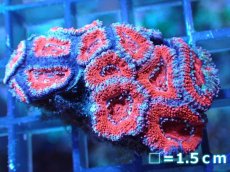 画像2: 【サンゴ】【通販】【オーストラリア産】カクオオトゲキクメイシ（Ultra Grade)（個体販売）No.67（生体）（サンゴ） (2)