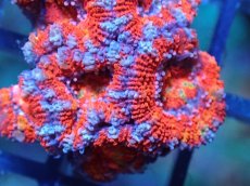 画像1: 【サンゴ】【通販】【オーストラリア産】カクオオトゲキクメイシ（Ultra Grade)（個体販売）No.68（生体）（サンゴ） (1)