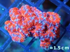 画像2: 【サンゴ】【通販】【オーストラリア産】カクオオトゲキクメイシ（Ultra Grade)（個体販売）No.68（生体）（サンゴ） (2)
